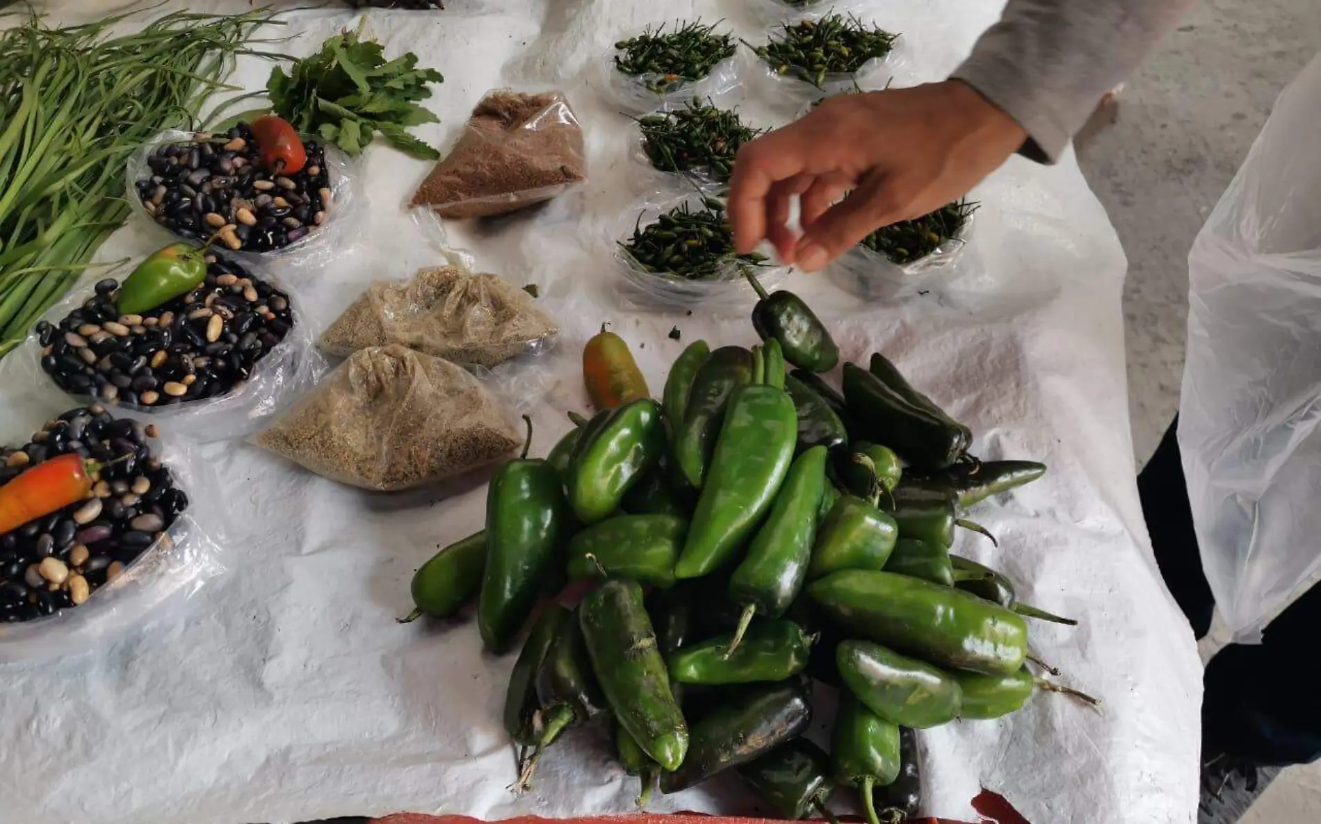 Chile mirador, cultivo del campo directo a los mercados rodantes del norte de Veracruz  